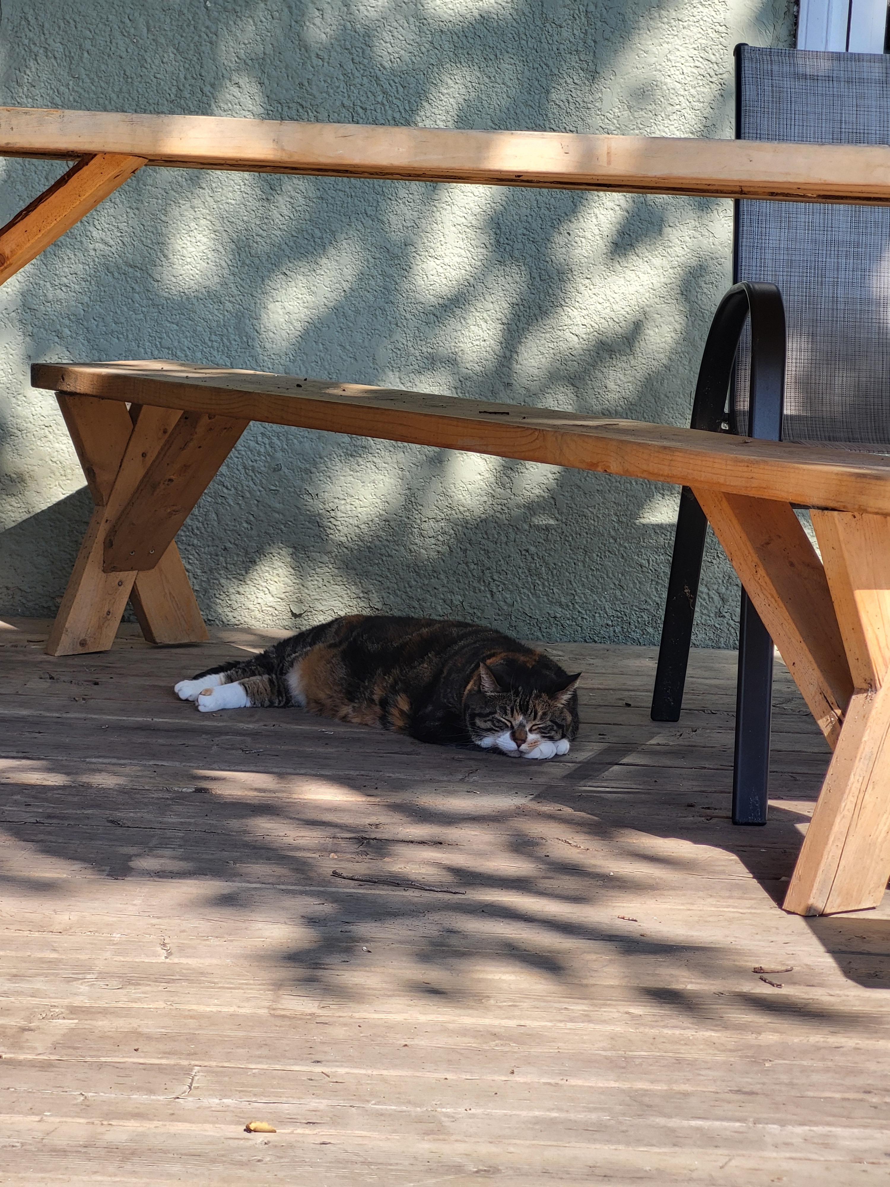stinky cat