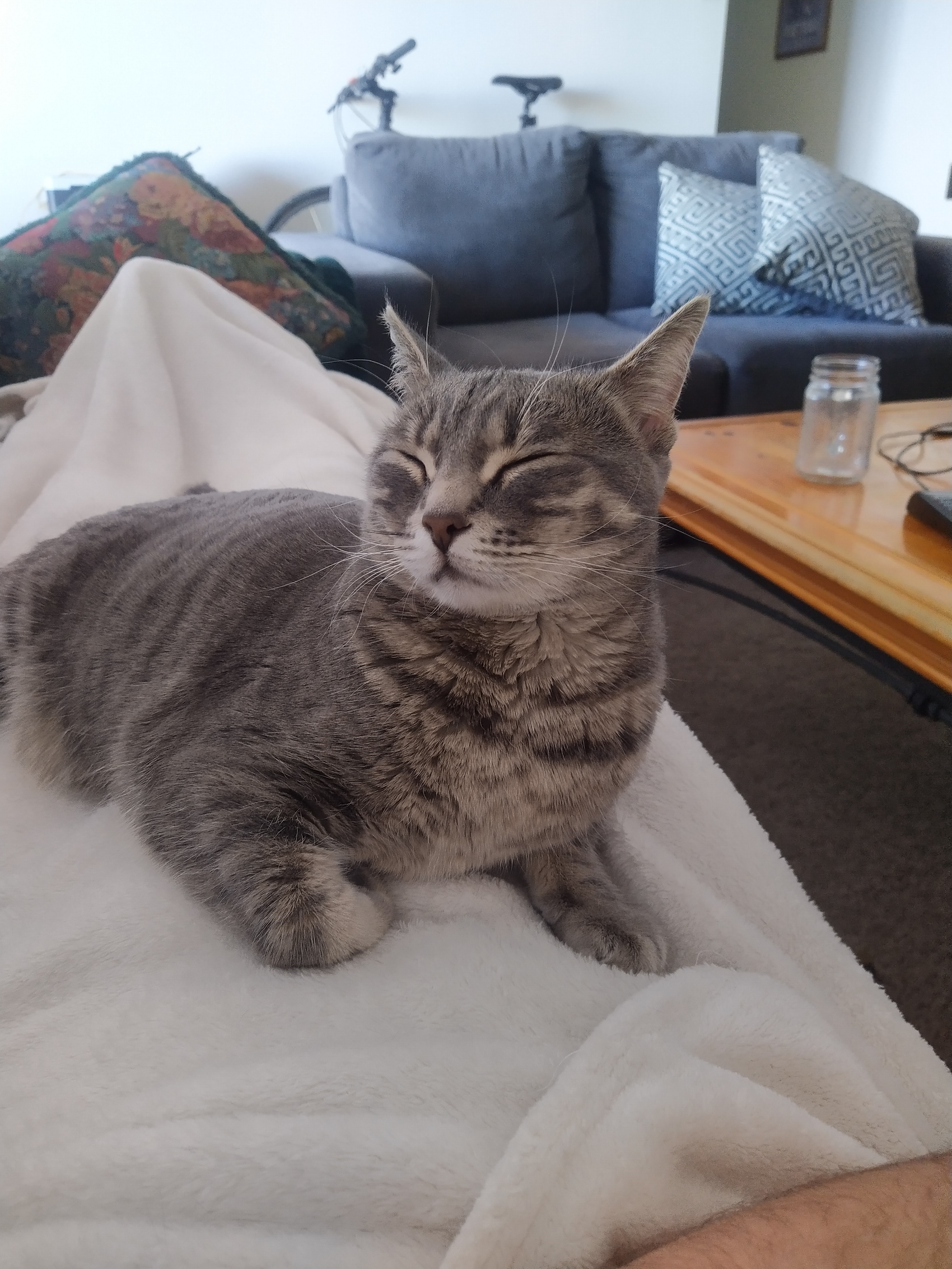 smelly cat
